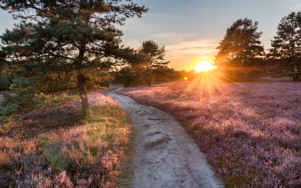 Ein Trampelpfad führ durch die Lüneburger Heide bei Sonnenuntergang